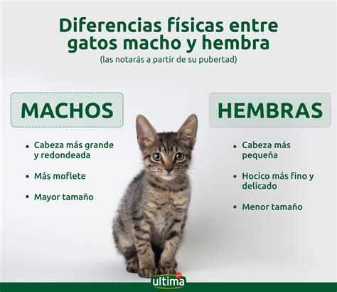 saber si un gato es macho o hembra